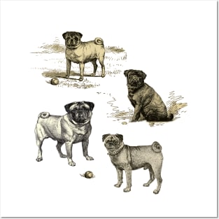 PUG DOGS Posters and Art